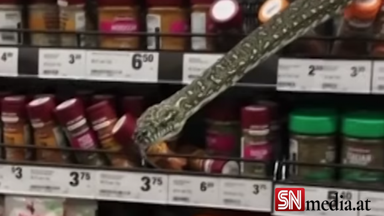 Marketin raflarından 3 metrelik piton çıktı