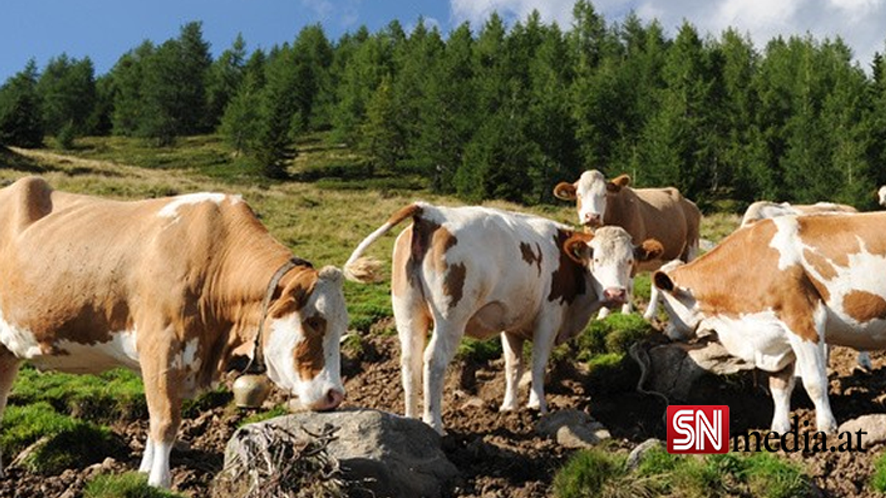 Murau'da inek sürüsünün ezdiği çiftçi hayatını kaybetti