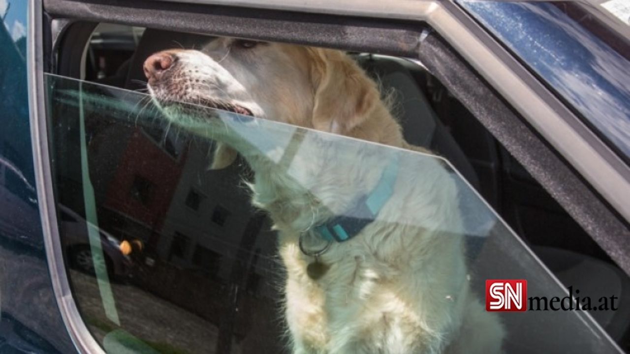 Arabada kilitli kalan köpek aşırı sıcaktan öldü