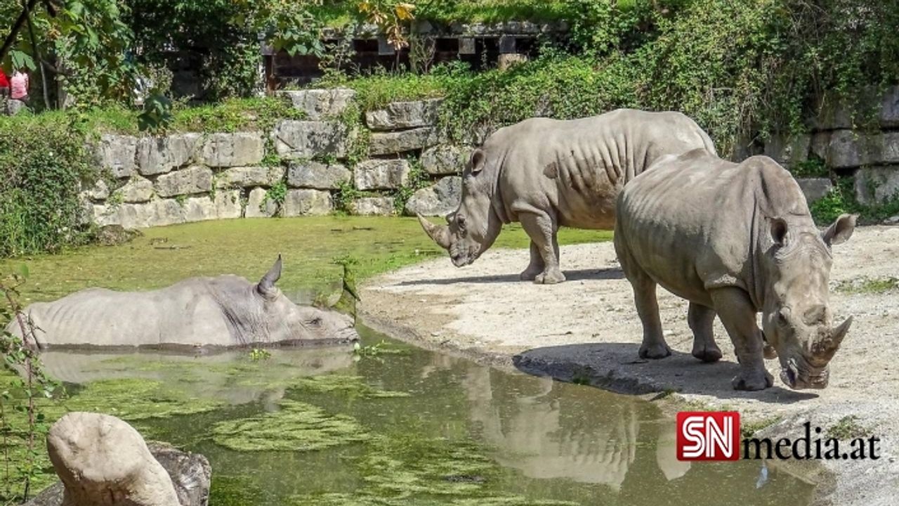 Salzburg'ta gergedan hayvanat bahçesi görevlisini öldürdü