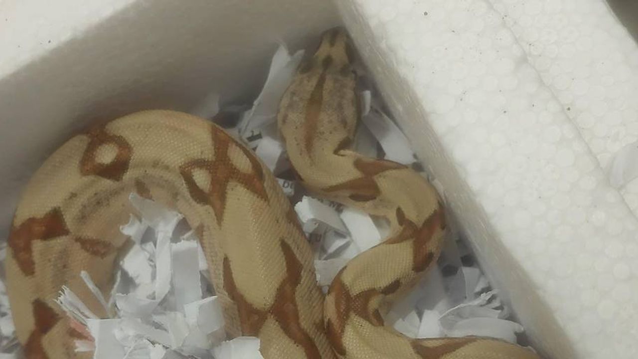 Karintiya'da posta paketinden 70 cm uzunluğunda yılan çıktı