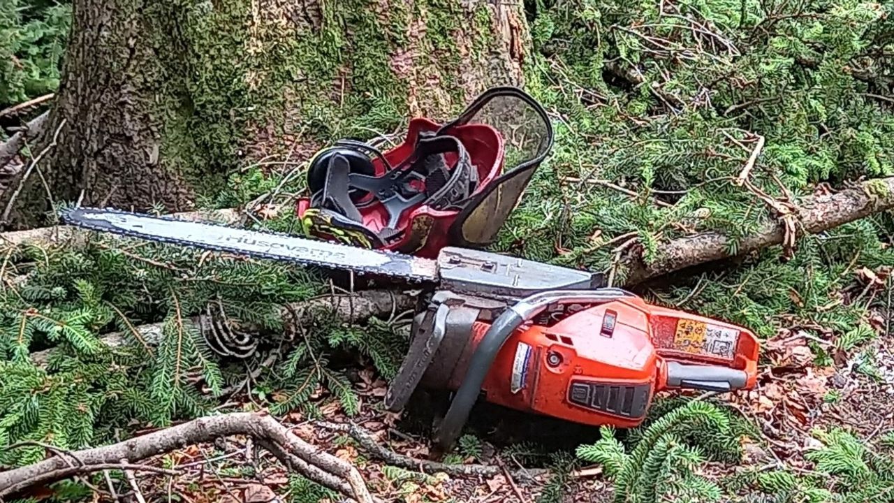 Rainbach'ta 75 yaşındaki bir kişi ağaç devrilmesi sonucu hayatını kaybetti