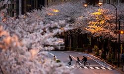 Sakura çiçekleri son bin 200 yıldır bu kadar erken açmadı: İklim değişikliği nedeniyle ekosistemler çökme noktasında