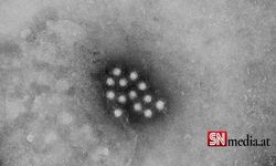 DSÖ, 348 Kişide Görülen ve Nedeni Açıklanamayan Hepatit Vakalarında Korona Virüsün Rolünü Araştırıyor