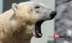 Bilim insanlarından umutlandıran keşif: İklim değişikliğine adapte olmayı başaran bir kutup ayısı topluluğu keşfedildi
