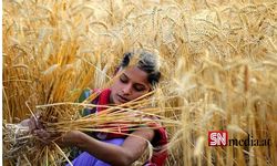 Buğday: Hindistan'ın ihracat yasağı dünyayı nasıl etkiledi?