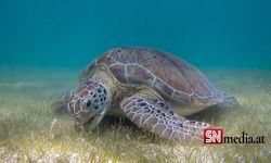 Japonya’da 30'dan Fazla Kaplumbağa Bıçaklanmış Halde Bulundu