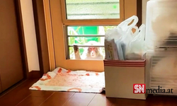 Japonya’da maymunlar 58 kişiye daha saldırdı