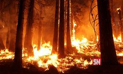 Portekiz ve İspanya Orman Yangınlarıyla Mücadele Ediyor