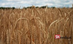 Ukrayna, Türkiye Aracılığıyla Tahıl İhraç Etmeyi Umuyor