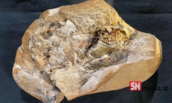 Dünyanın en eski kalbi bulundu: 380 milyon yaşında