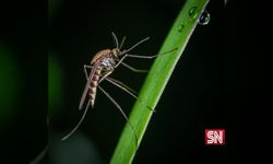 Dünyanın en tehlikeli hayvanı sivrisineklerde artış var! Yılda 1 Milyon İnsanı öldürüyor