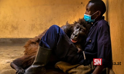 Yılın Vahşi Yaşam Fotoğrafçısı Ödülleri (Wildlife Photographer Of The Year) sahiplerini buldu