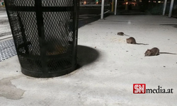 New York'u fareler bastı: Sıçan Şefi'ne 170 bin dolar maaş