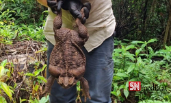 Dünyanın en büyük kara kurbağası bulundu: Zehir saçarak önüne geleni yiyor