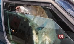 Arabada kilitli kalan köpek aşırı sıcaktan öldü