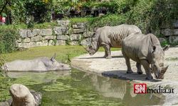 Salzburg'ta gergedan hayvanat bahçesi görevlisini öldürdü