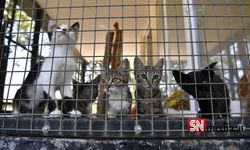 Çin'de 'yasa dışı et ticareti' için kesilmek üzere olan 1.000'den fazla kedi kurtarıldı
