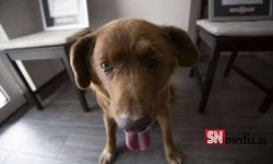 Dünyanın gelmiş geçmiş en yaşlı köpeği Bobi öldü