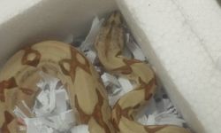 Karintiya'da posta paketinden 70 cm uzunluğunda yılan çıktı