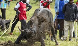 Kenya'da boğa, bakıcısı ve eğitmenini öldürdü