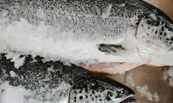 25 binden fazla somon balığı trafik kazasında öldü