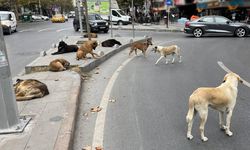 Türkiye'de tartışmalı sokak hayvanları düzenlemesi Resmi Gazete'de yayınlanarak yürürlüğe girdi