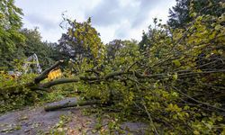 Lainzer Tiergarten’de Üzerine Ağaç Düşen İşçi Hayatını Kaybetti