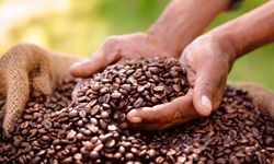 Fairtrade krize meydan okuyor: Avusturya'daki satışlar 2024'te önemli ölçüde arttı