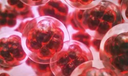 Silikon Vadisi'nde zeki bebek yarışı: Embriyo testlerine 50 bin dolar ödüyorlar