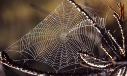 Dünyanın en büyük örümcek ağı keşfedildi: 111 bin örümcek aynı mağarada