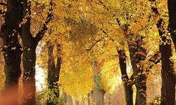 Yüksek Basınç Avusturya’ya Güneşli ve Ilıman Sonbahar Havası Getiriyor