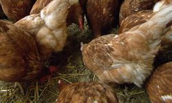 Avusturya'da Evcil Kümes Hayvanlarında Yılın İlk Kuş Gribi Vakası