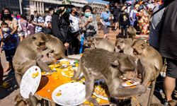 Tayland sınırında 143 maymun mavi torbalarda yakalandı