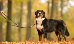 Yukarı Avusturya’da Köpeğin Devirdiği 64 Yaşındaki Kadın Hayatını Kaybetti