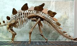 70 milyon yıllık kayıp dinozor evine dönüyor