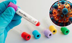 Avusturya’da Batı Nil virüsü alarmı