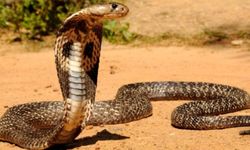 Dünyanın en işlek tren ağını kral kobralar istila etti