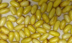 Viyana Havalimanı’nda şok operasyon: Vücudunda 85 paket kokain taşıyan şahıs yakalandı