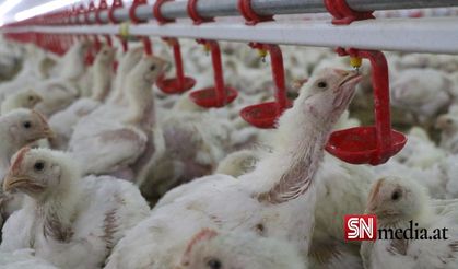 Sıcaklık stresi çiftlik hayvanlarını vuruyor: Gıda sistemimizi hayvan refahına göre nasıl uyarlarız?