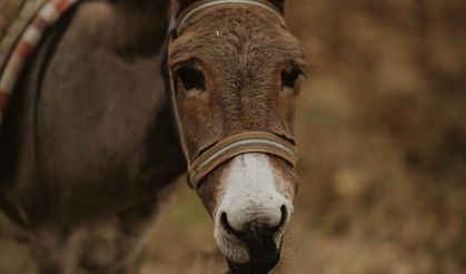 Tek bir ilaç için her yıl milyonlarca eşek öldürülüyor