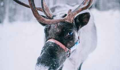 ABD'de bulunan en garip yasalar: 7 eyaletten 7 farklı yasa