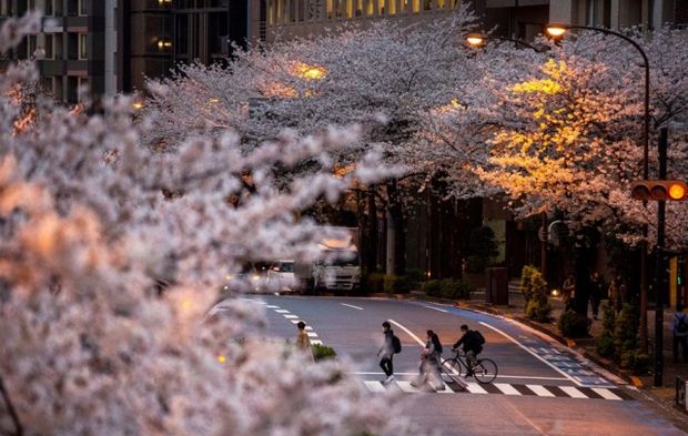 Sakura çiçekleri son bin 200 yıldır bu kadar erken açmadı: İklim değişikliği nedeniyle ekosistemler çökme noktasında