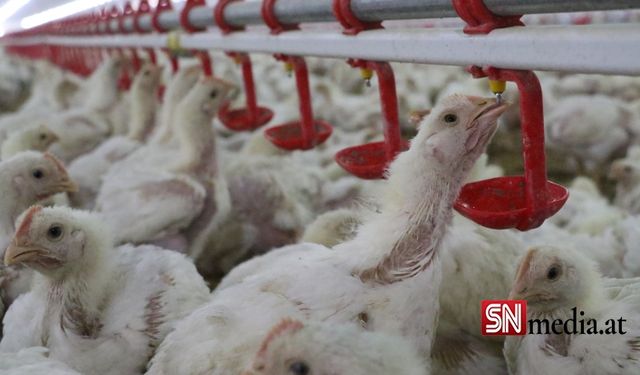 Sıcaklık stresi çiftlik hayvanlarını vuruyor: Gıda sistemimizi hayvan refahına göre nasıl uyarlarız?