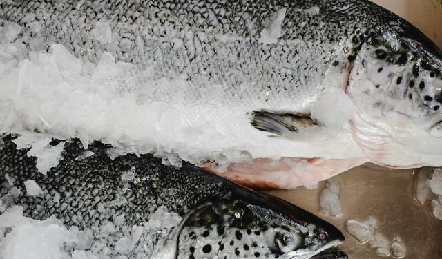 25 binden fazla somon balığı trafik kazasında öldü