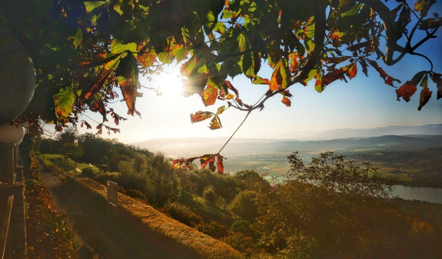 Viyana’da Sıcaklıklar Yükseliyor: Hafta Ortasında Yağış ve Buzlanma Uyarısı