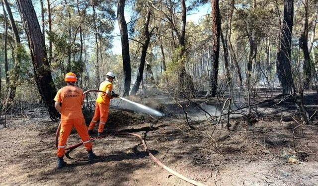 Yedi Şehirde Orman Yangını: Türkiye Alevlerle Mücadele Ediyor