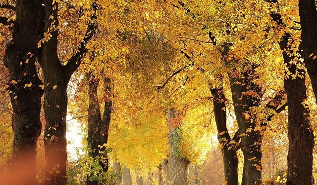 Yüksek Basınç Avusturya’ya Güneşli ve Ilıman Sonbahar Havası Getiriyor