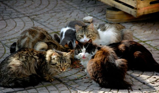 AB, kedi ve köpekler için ortak kurallar getiriyor