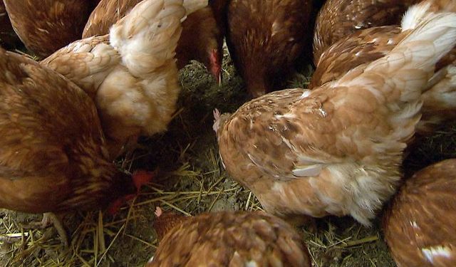 Avusturya'da Evcil Kümes Hayvanlarında Yılın İlk Kuş Gribi Vakası